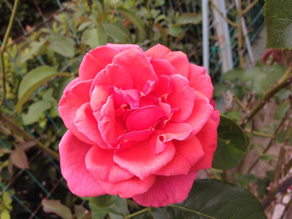 Affittacamere Le Rose 伊莫拉 外观 照片
